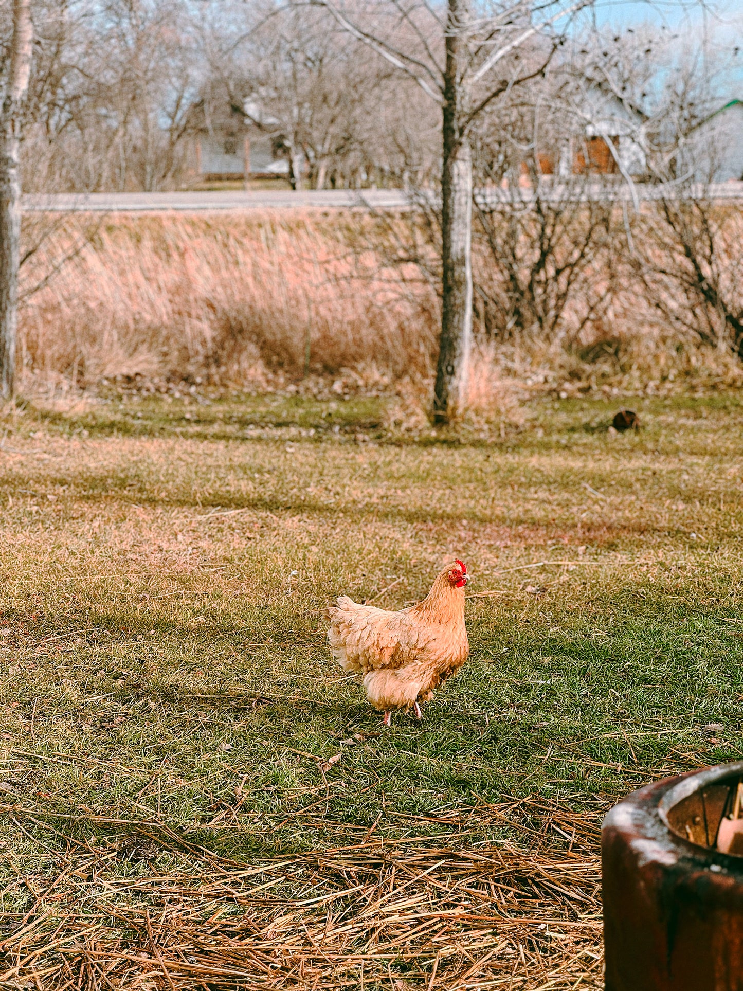 Farm Fresh Eggs
