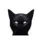 Sticker - black cat